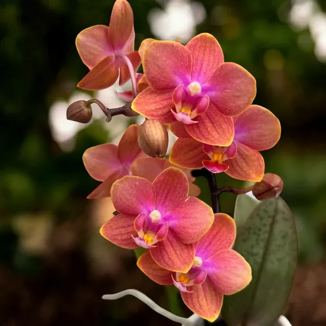 Phalaenopsis Dusty Belle
