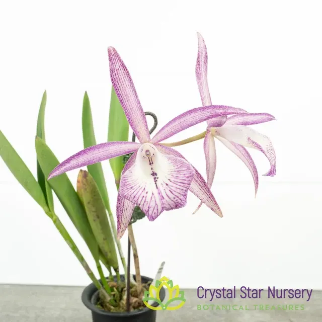 Brassocattleya Tsiku Archangel 'Yuan Dung' (Brassocattleya)