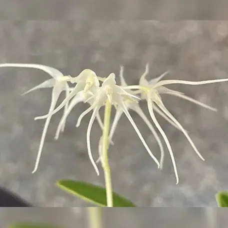 Bulbophyllum kwangtungense 'variegata' (Bulbophyllum)