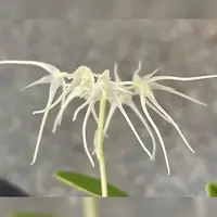 Bulbophyllum kwangtungense (variegata) variegated 2.5" *On Hand* — Planted In Moss (Pre-Order)