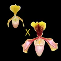 Paphiopedilum Hengduan's Qin (helenae x villosum)