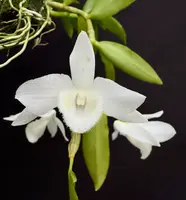 Dendrobium Nestor alba