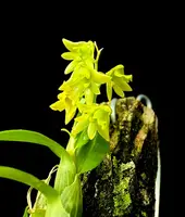 Dendrobium kanburiense