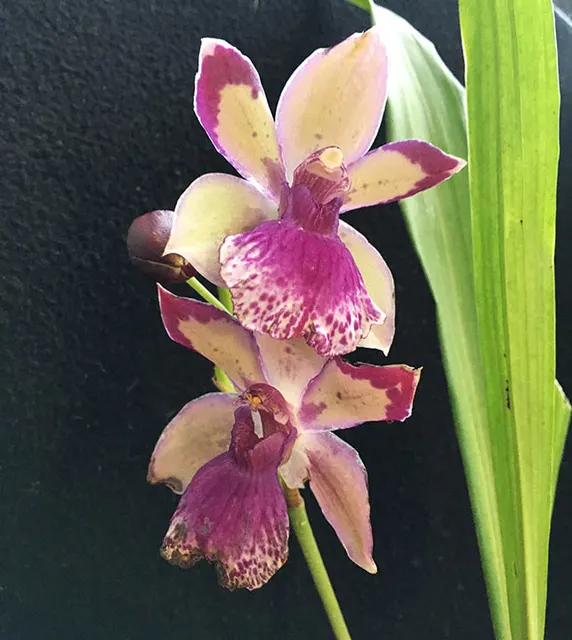 Zygonisia Roquebrune 'Seafoam' (Zygonisia)