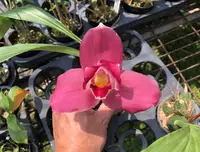 Lyc. Abou Rits 'M' (Abou First Spring x Chita Melody) (SFL001) ( - - Lycaste ) Lyc.=Lycaste