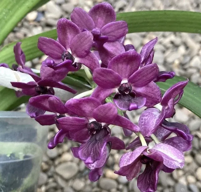Rhynchostylis gigantea 'Devarajunii'