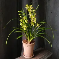 Cymbidium Orchid