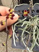 Chiloschista lunifera- Thai Ghost orchid