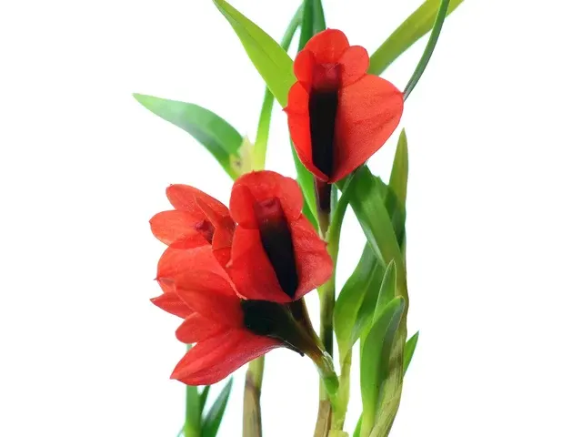 Dendrobium vexillarius f red (Dendrobium)