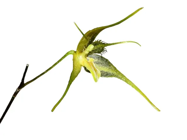 Andreettaea zephyrina f xanthina (Andreettaea)