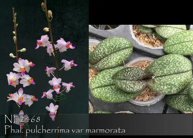 Phalaenopsis pulcherrima var marmorata (Phalaenopsis)
