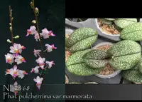 Phal. pulcherrima var marmorata 'note: rare new mini / variegated species , only 12 available .'