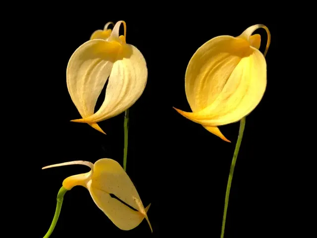 Masdevallia coccinea 'Crestwood' (Masdevallia)