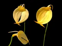 Masdevallia coccinea 'Crestwood' Am/ Rhs