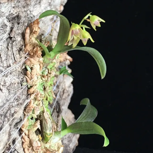 Dendrobium proteranthum