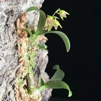 Dendrobium proteranthum