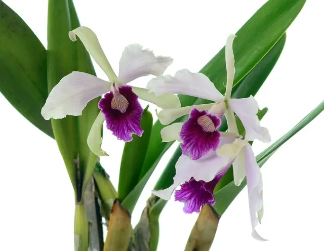 Cattleya purpurata f vinicolor x atropurpurea (Cattleya)
