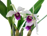 Cattleya purpurata f. vinicolor x atropurpurea