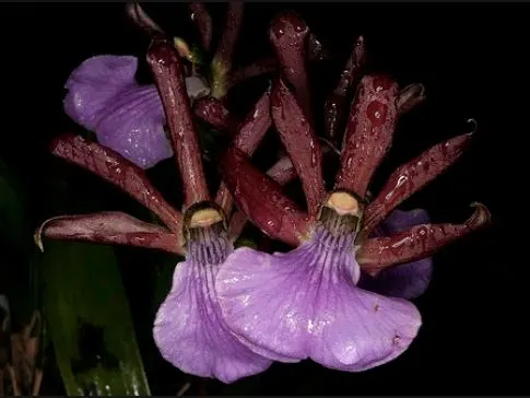 Oncidium Alliance - Zygopetalum Triste