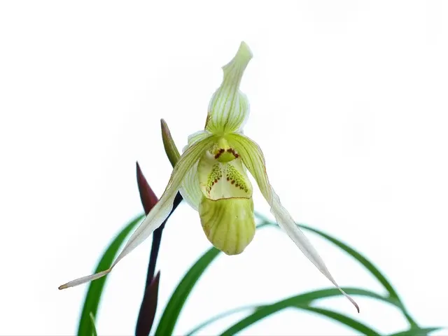 Phragmipedium pearcei (Phragmipedium)
