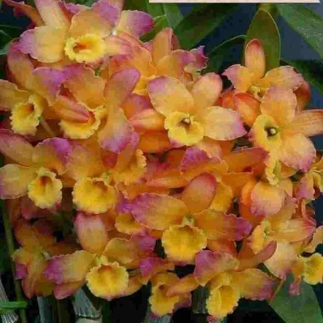 Dendrobium Haka (Dendrobium)