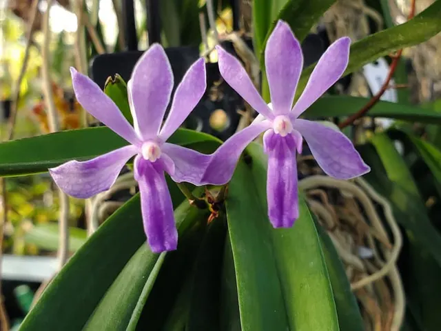 Vandachostylis Lou Sneary 'Blue' (Vandachostylis)