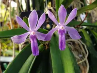 Vandachostylis Lou Sneary Blue