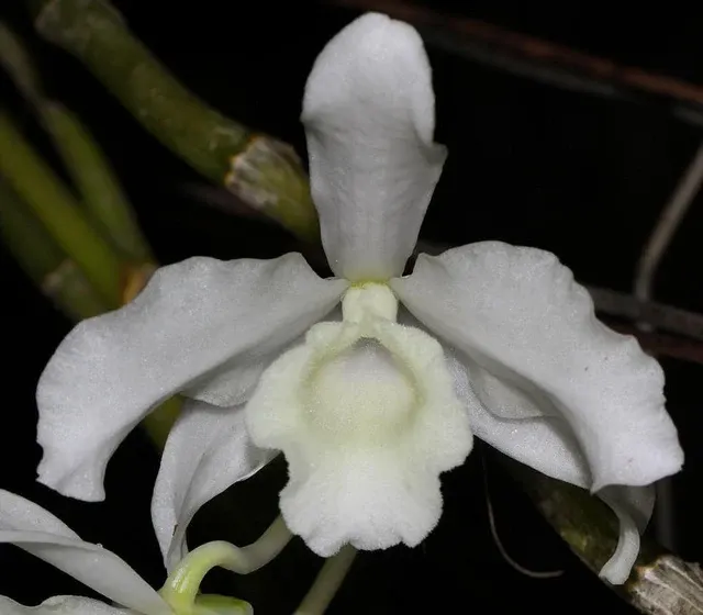 Dendrobium nobile var virginalis
