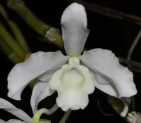 Dendrobium nobile var virginalis