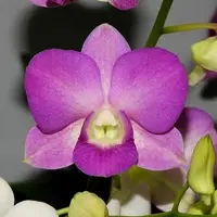 Dendrobium Nopporn Pink