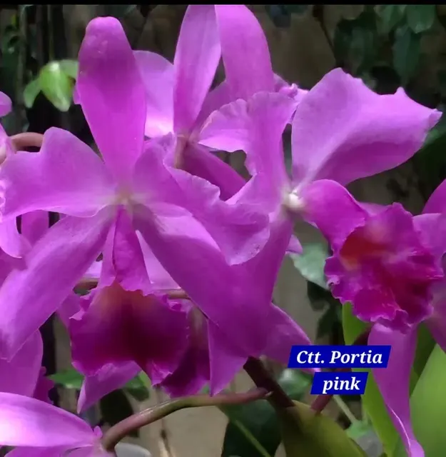 Cattleya 1 Orchid (Cattleya)