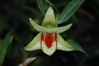 Den. cruentum species orchid — Not Currently In Bloom or Spike