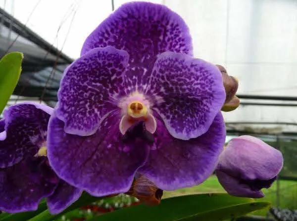 Vanda Robert Ink Star' 'S Delight'
