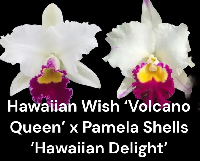 Rhyncholaeliocattleya Good News ‘Yuki’ x (Hawaiian Wish ‘Volcano Queen’ x Pamela Shells ‘Hawaiian Delight’)