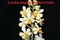 Phal. Vandaenopsis Pulcherrimin (V. miniata x Phal. pulcherrima ) (PM279) (Hybrid) V.=Vanda