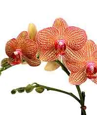 Phalaenopsis Brother Girl 'Brother' (Phalaenopsis)