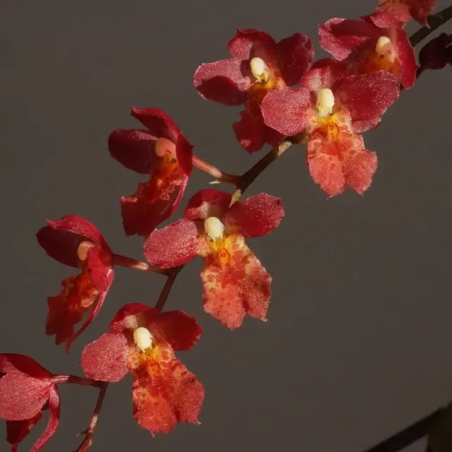 Howeara Puanani 'Lava Burst' (Howeara)
