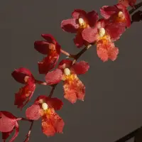 Hwra. Lava Burst 'Puanani' — In Bud/Spike