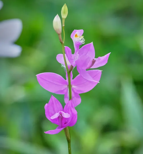Calopogon tuberosus