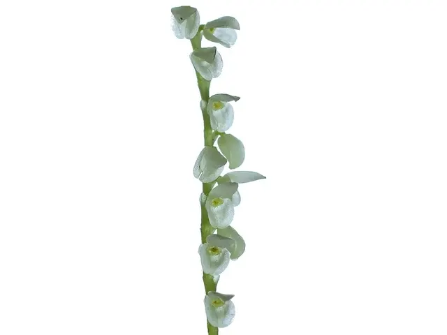 Stelis vulcani (Stelis)