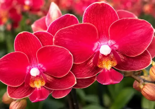 Phalaenopsis Velvet Kiss (Phalaenopsis)