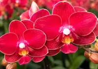 Phalaenopsis Velvet Kiss Blooming Size