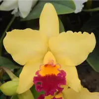 Rlc Hsinying Williette '#14' near blooming size cattleya orchid clone. Fragrant.