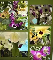 Dendrobium Orchid Plant - 1 Stem with Buds & Blooms, Bare Root - Exotic Orchid from Certified Growers, Aloha from Las Vegas