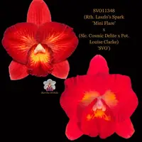 Cattleya Orchid Hybrid SVO11348 (Rth. Laszlo's Spark 'Mini Flare' x (Slc. Cosmic Delite x Pot. Louise Clarke) 'SVO')