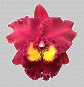 Rhyncholaeliocattleya Taiwan Emperor '610' (Rhyncholaeliocattleya)