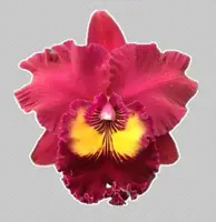 Rlc. Taiwan Emperor '610' (Shinfong Emperor x Tainan City) (M531) (Hybrid) Rlc.=Rhyncholaeliocattleya