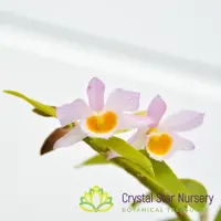 Dendrobium Loddigesii