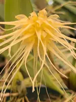 Bulbophyllum vaginatum