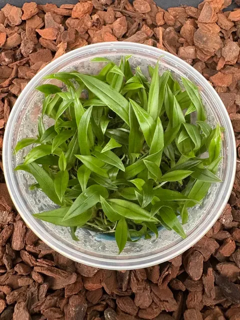 Promenaea rollissonii (Promenaea)